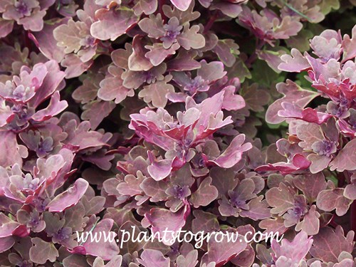 Duckfoot Red Coleus (Solenostemon scutellarioides)